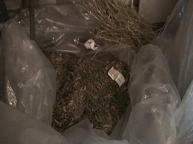 Policja zlikwidowała plantację marihuany w Katowicach [WIDEO]