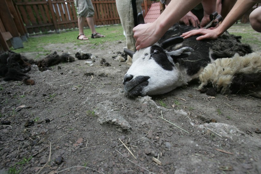 Strzyżenie barana w chorzowskim zoo