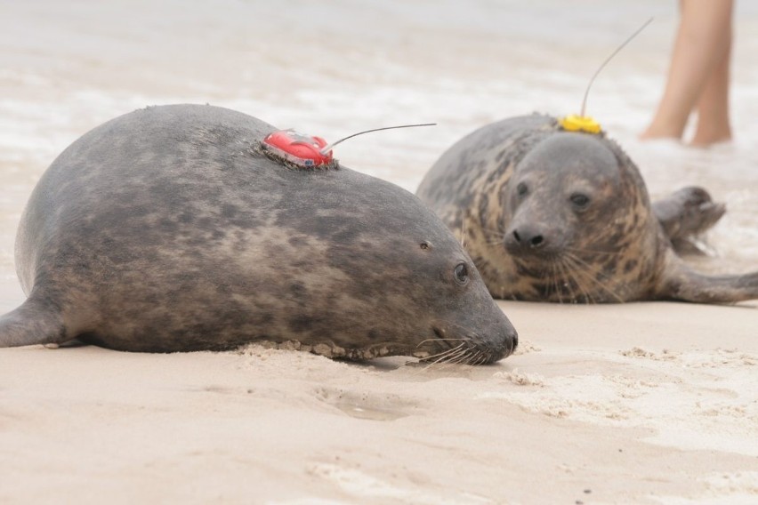 Bałtyk: Cztery nowe foki szare wypuszczono do morza na plaży w Słowińskim Parku Narodowym [ZDJĘCIA]