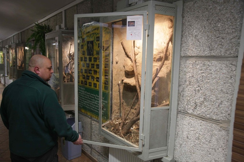 Kradzież węży ze śląskiego zoo. Mogą nie przeżyć [ZDJĘCIA]