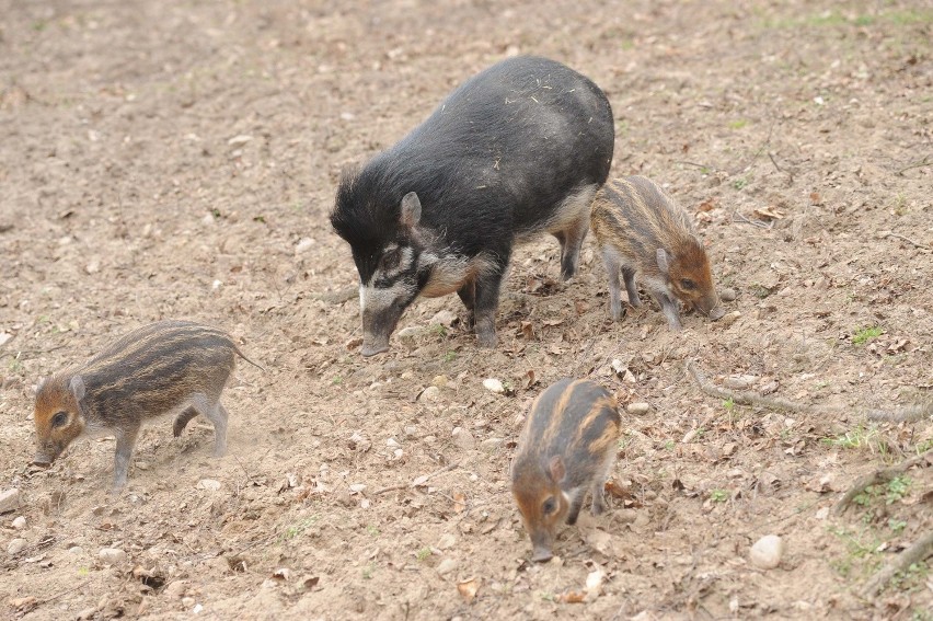 Poznań: Trzy świnki z Nowego Zoo będą nosiły imiona: Pyrka, Tytka i Chrumson