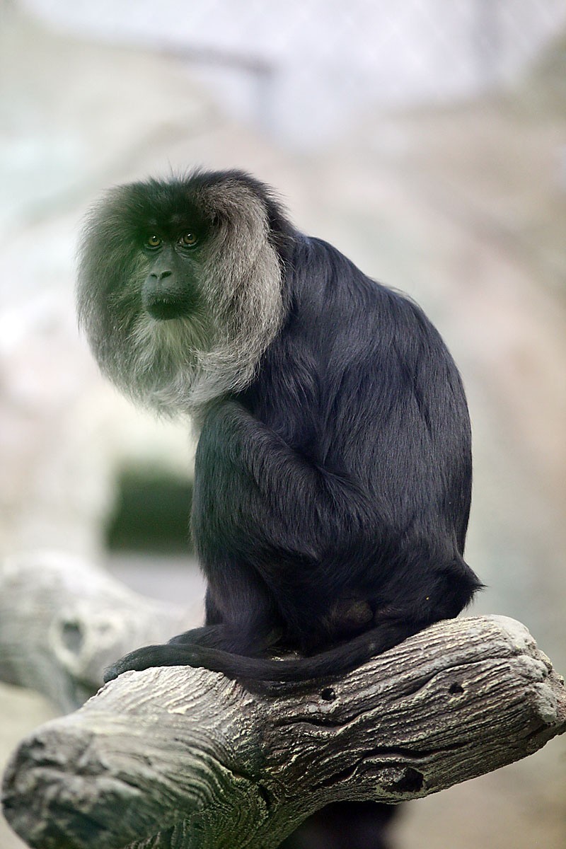 Makaki z łódzkiego zoo mają nowy dom [ZDJĘCIA+FILM]