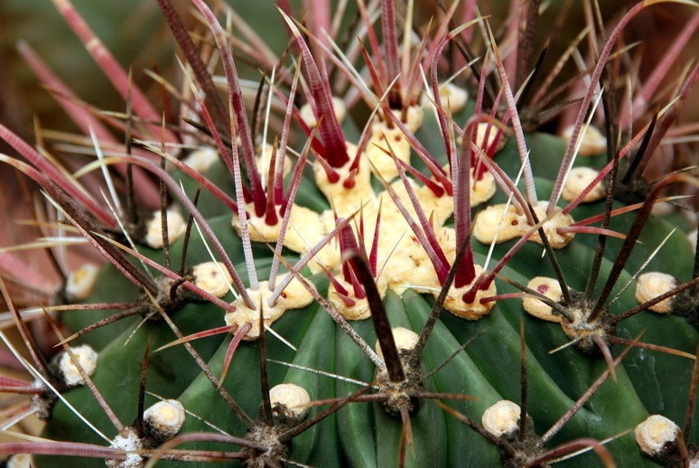 Wystawa kaktusów czynna jest w Ogrodzie Botanicznym przy...