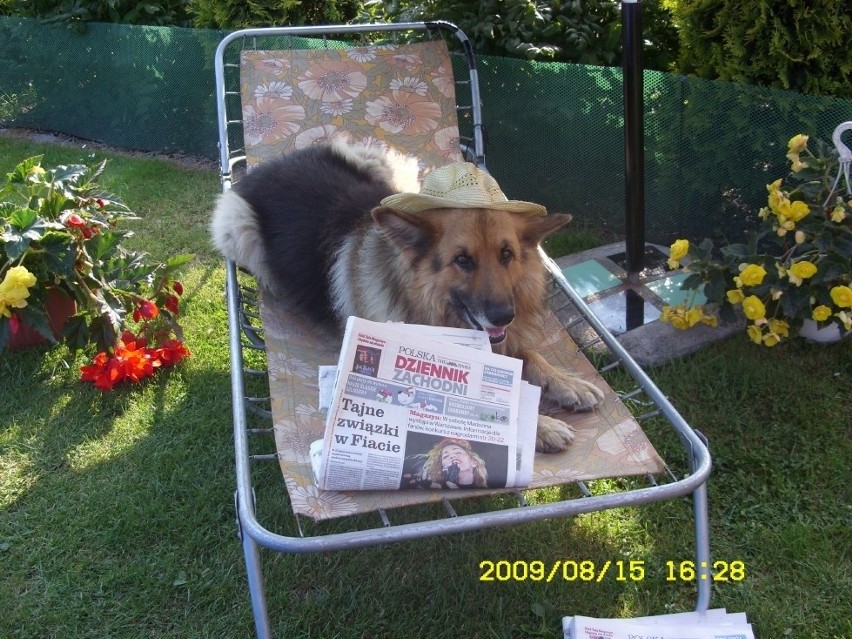 108. Cotygodniowe, piątkowe popołudnie Cywila, psa...