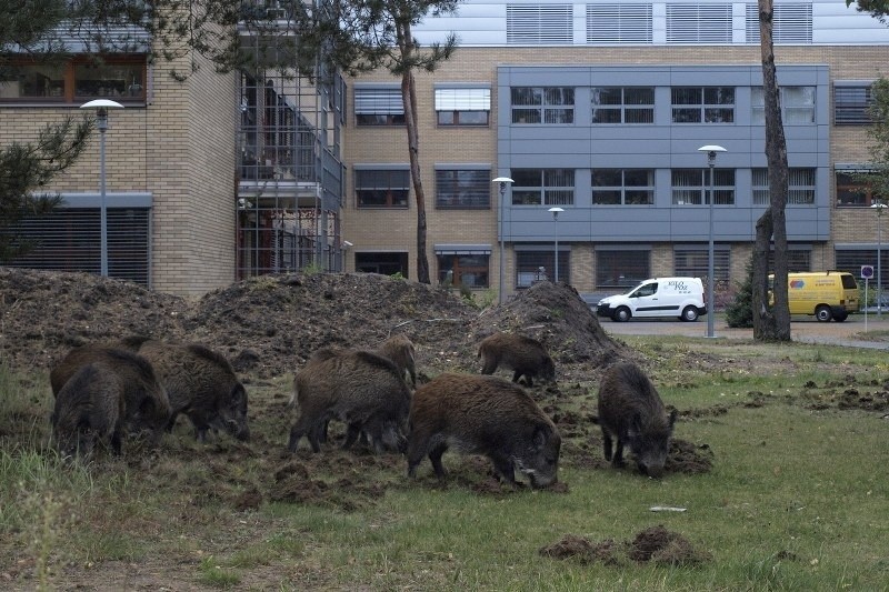 Poznań: Wataha dzików grasuje na terenie kampusu UAM na Morasku [ZDJĘCIA]