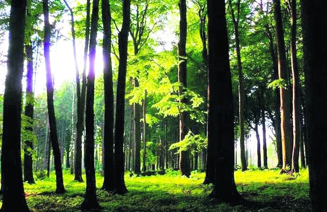 Rezerwat Segiet chroni między innymi 150-letni las bukowy