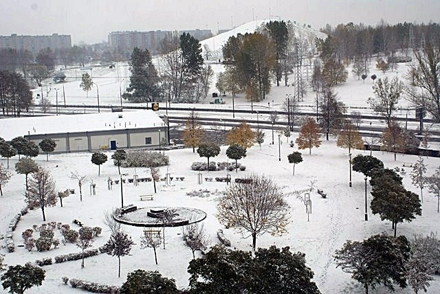 Sosnowiec pod śniegiem