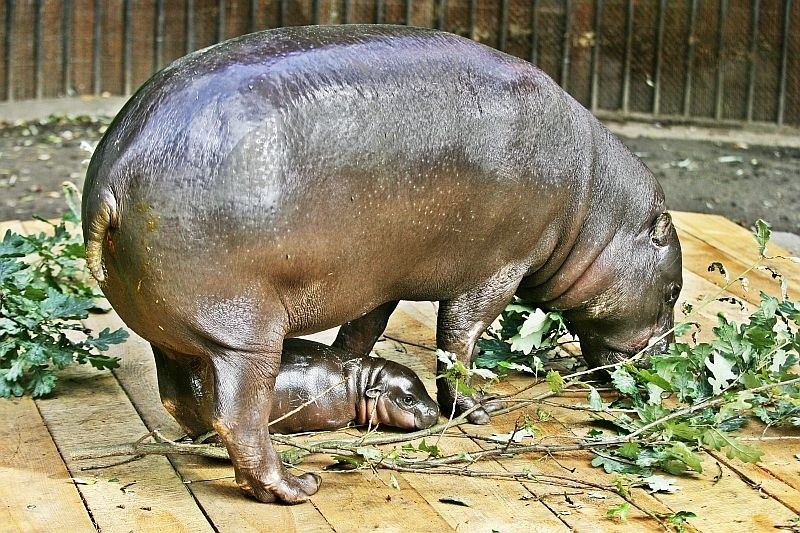 Młody hipopotam we Wrocławskim ZOO (ZDJĘCIA i FILM)