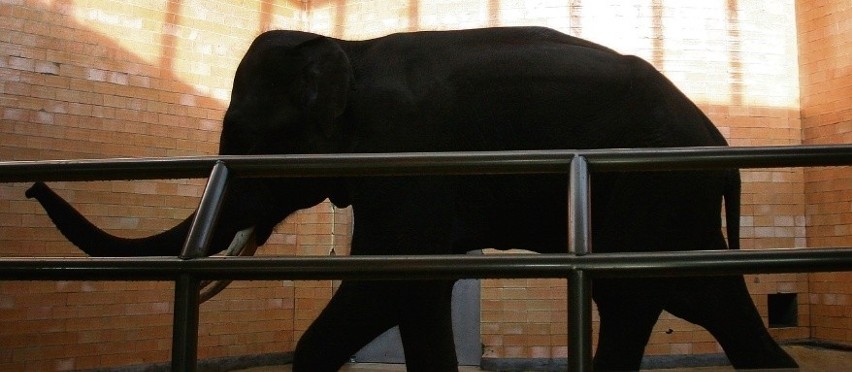 Słoń indyjski Thisiam ma już 13 lat i jest gotów do rozrodu....