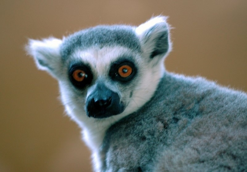 Lemur – żyje ok. 30 gatunków. Małe gatunki lemura prowadzą...