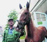 Zabrali rolnikowi klacz, która przez lata stała w gnoju