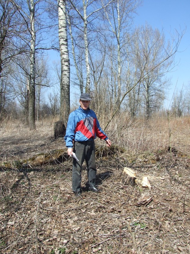 Wojciech Wójs pokazuje pnie po wycince i kradzieży drzewa