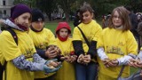 Łódź: zasadzili tysiąc żonkili przy Archikatedrze