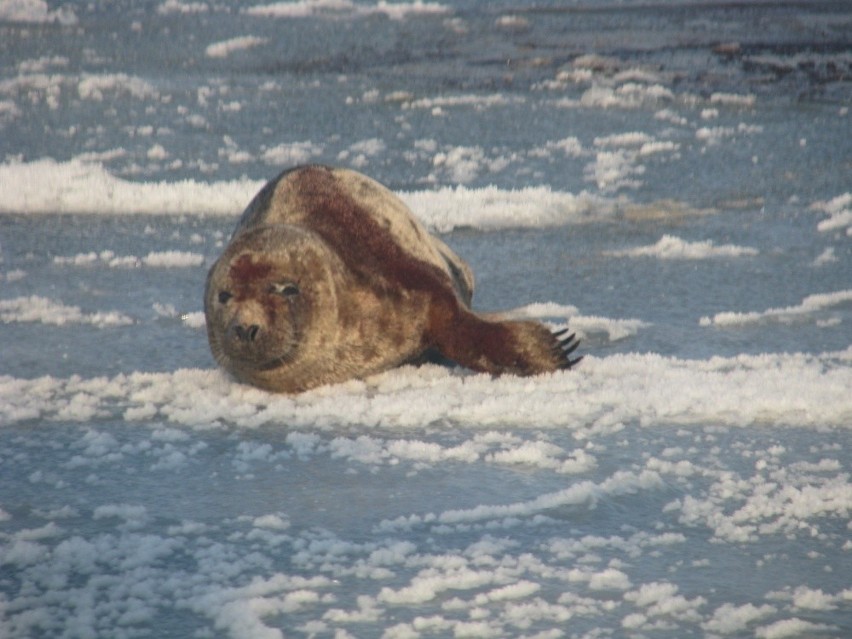 Gdynia: Ranna foka na tafli lodu (ZDJĘCIA)
