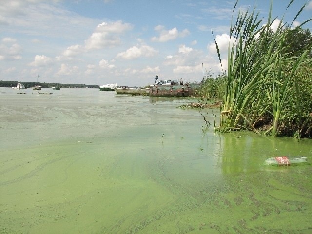 Przy brzegu zalewu od strony Masłońskiego