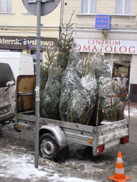 Choinki na placu Wielkopolskim