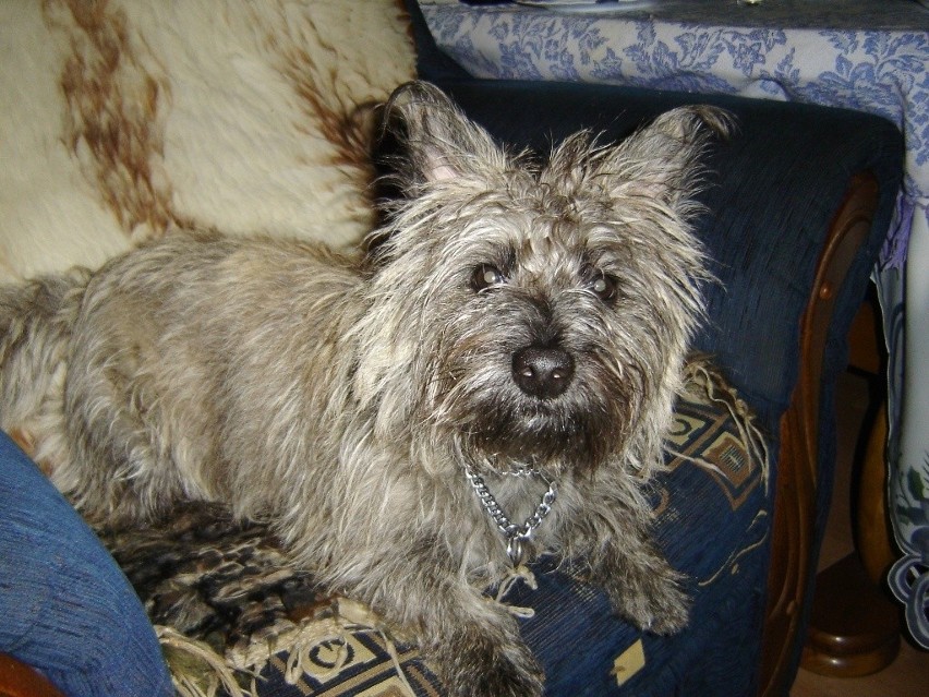 Szkotka - Carin Terrier
