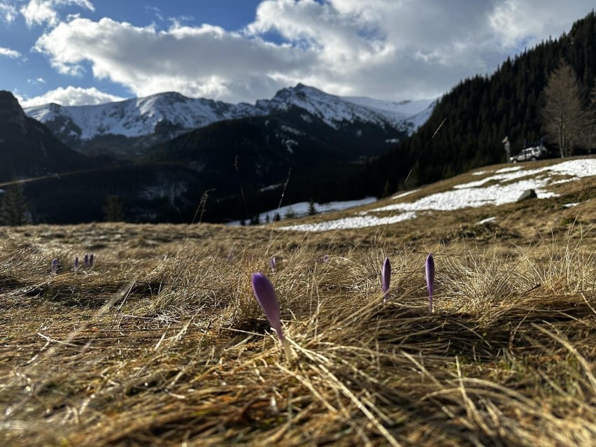 Krokusy 2023. W Tatrach czuć już wiosnę, a na tatrzańskich Polanie Kalatówki coraz więcej krokusów. Szykuje się prawdziwy wysyp 