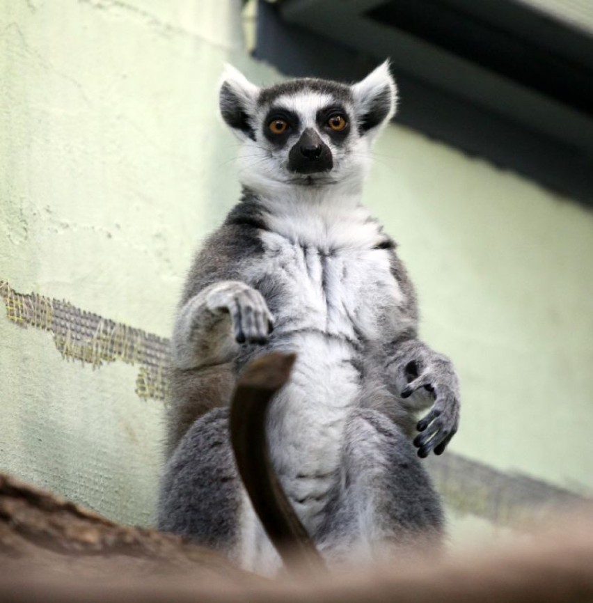 Król Julian z łódzkiego zoo pod opieką prezydent...