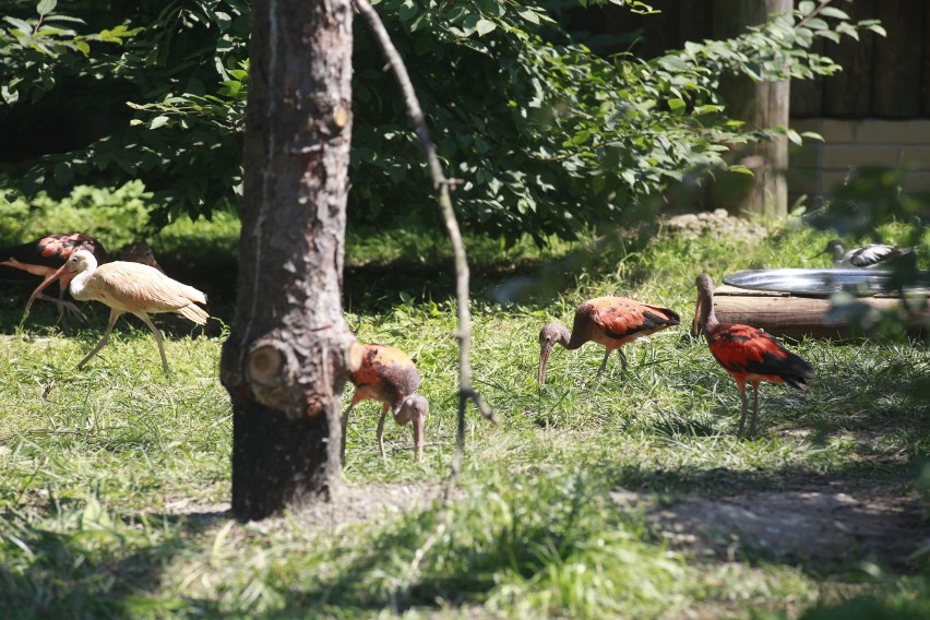 Ibisy mieszkają w opolskim zoo