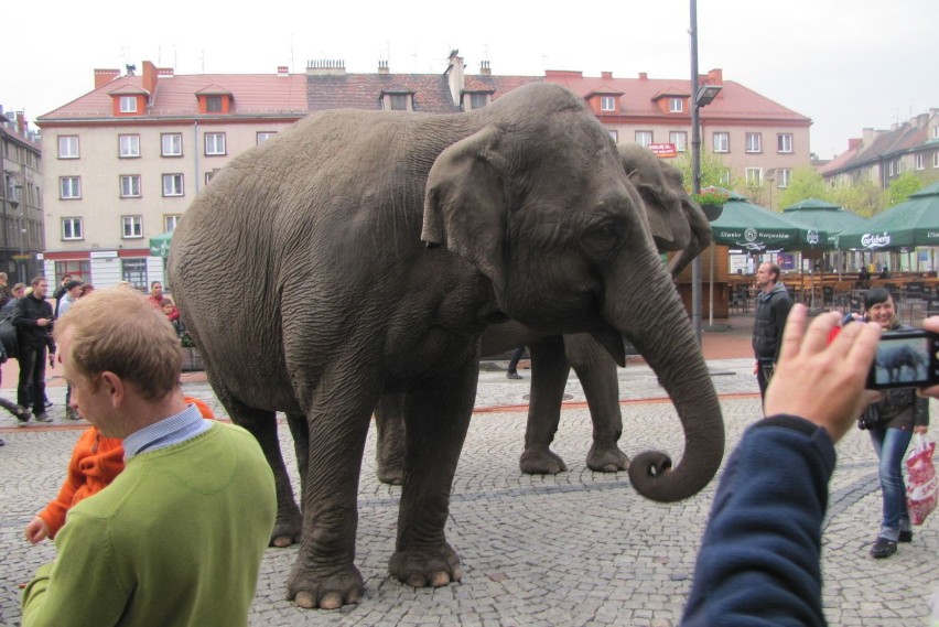Słonie na Rynku w Bytomiu