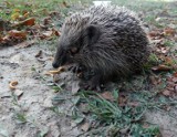 Zamość. Zmaltretowali jeża. Zwierzę straciło oczy