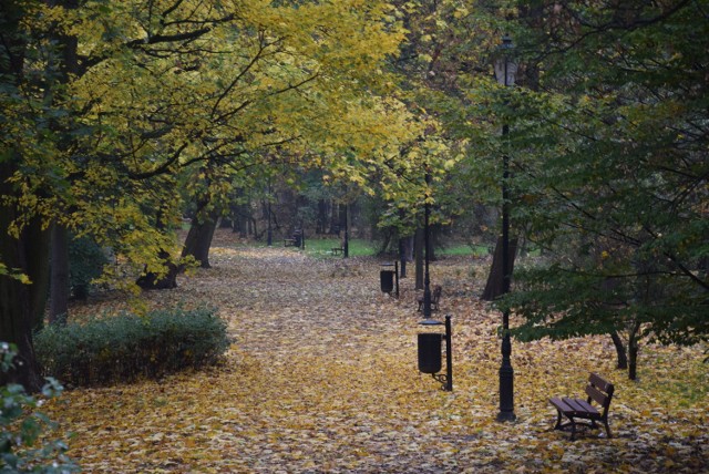 Park Miejski w Kaliszu. To już ostatnie dni, aby zobaczyć go w jesiennej szacie