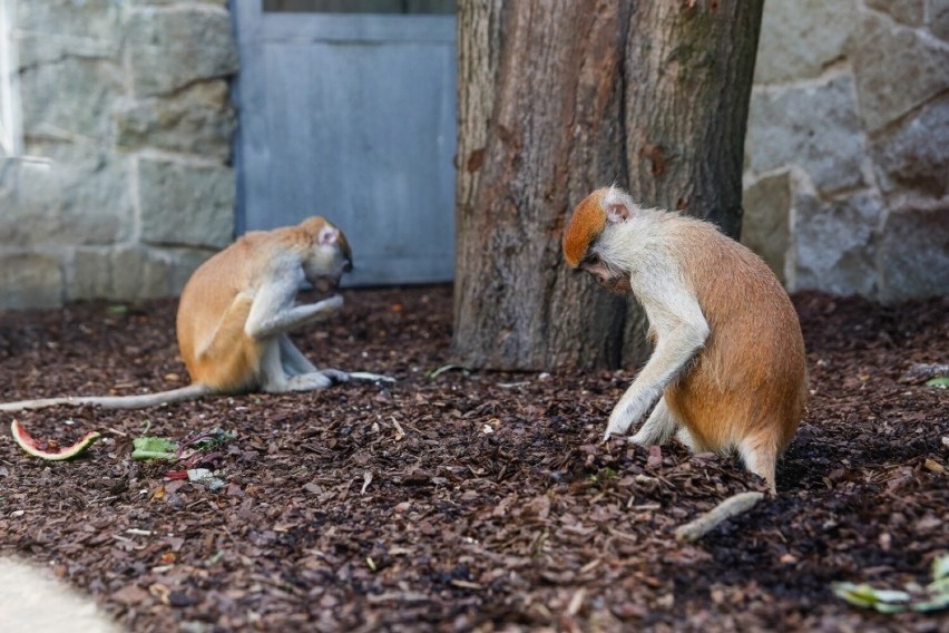 Śląski Ogród Zoologiczny w Chorzowie uspokaja i przekonuje,...