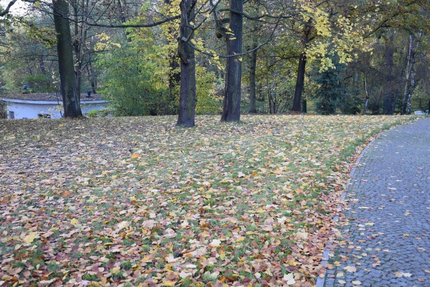 Jesienna niedziela w skierniewickim parku. Tu ludzi nie brakowało [ZDJĘCIA]