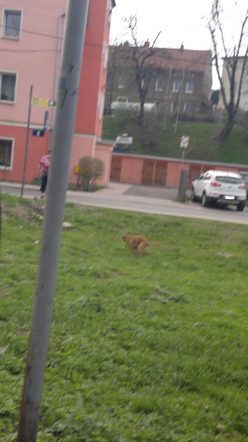 Szczawno-Zdrój: Straż miejska będzie karać właścicieli psów, którzy nie sprzątają po swoich pupilach