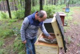 Zgnilec amerykański atakuje pszczoły w powiecie radomszczańskim. Płoną ule