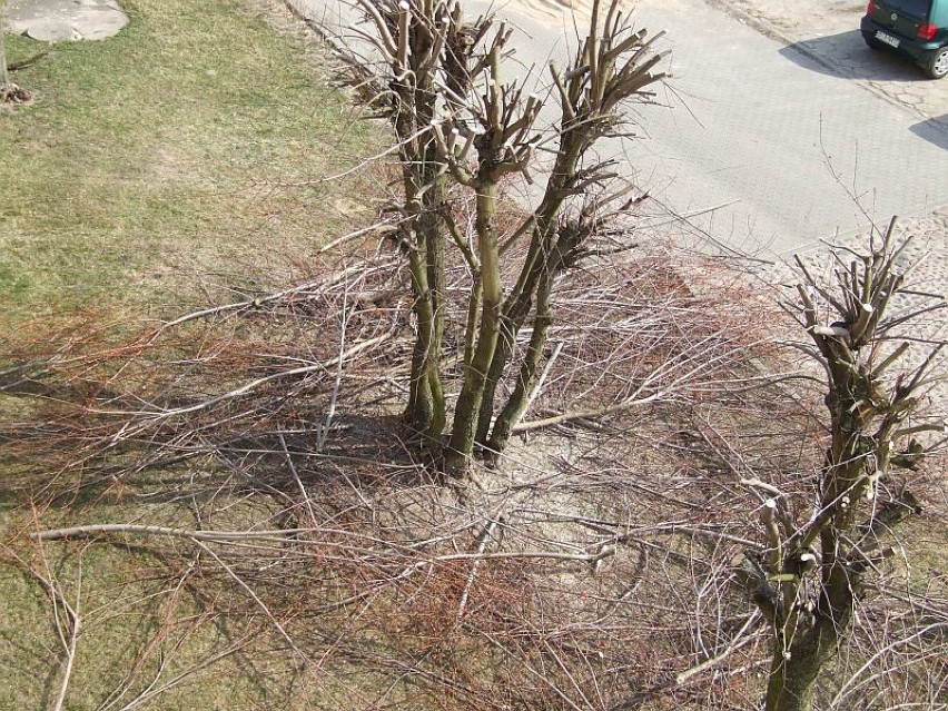 Przycinka drzew w Wasilkowie