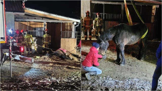 Akcja ratownicza strażaków w Zaczarniu. Pomocy wymagał schorowany koń