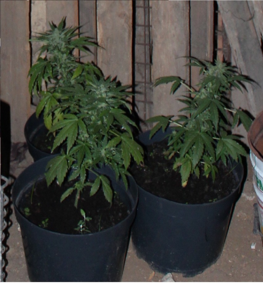 Policjanci znaleźli 66 krzewów marihuany. Rośliny były w...