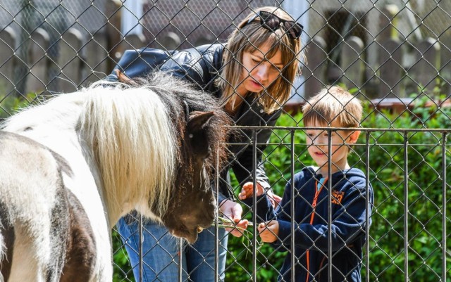 W Myślęcinku Dzień Dziecka już trwa! Najmłodsi wraz z opiekunami odwiedzić mogą m.in. Ogród Zoologiczny, którego mieszkańcy zawsze wzbudzają sympatię - zresztą z wzajemnością, pozwalając dzieciom dać się nakarmić czy pogłaskać. Zoo czynne jest codziennie w godz. 10-19.

Dodatkowo bydgoskie zoo 1 czerwca zaprasza też przed ekrany monitorów, bowiem w ramach wirtualnej niespodzianki o godzinie 12 dzieci będą mogły za  sprawą transmisji na żywo na Facebooku podejrzeć zwierzęce maluchy.

W weekend oraz 1 czerwca w godz. 11-18 czynny jest także Zaginiony Świat, w którym mieszkają dinozaury i inne stworzenia pierwotne. W ramach prezentu z okazji święta milusińskich, w cenie biletu wstępu (5 zł) można wejść także do Makroświata, by obejrzeć modele owadów w gigantycznym powiększeniu.