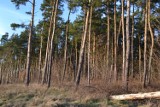 W lasach w powiecie gdańskim widać już oznaki wiosny
