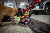 Poznajcie Viris! To pies służbowy. Suczka rasy owczarek belgijski malinois jest nową funkcjonariuszką straży pożarnej w Jastrzębiu.