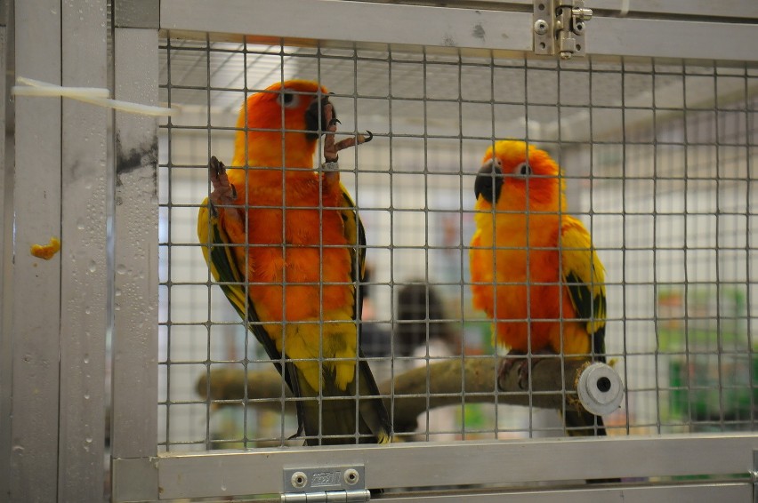 Kraków. Animal Show przyciągnęło maluchy z rodzicami [ZDJĘCIA]