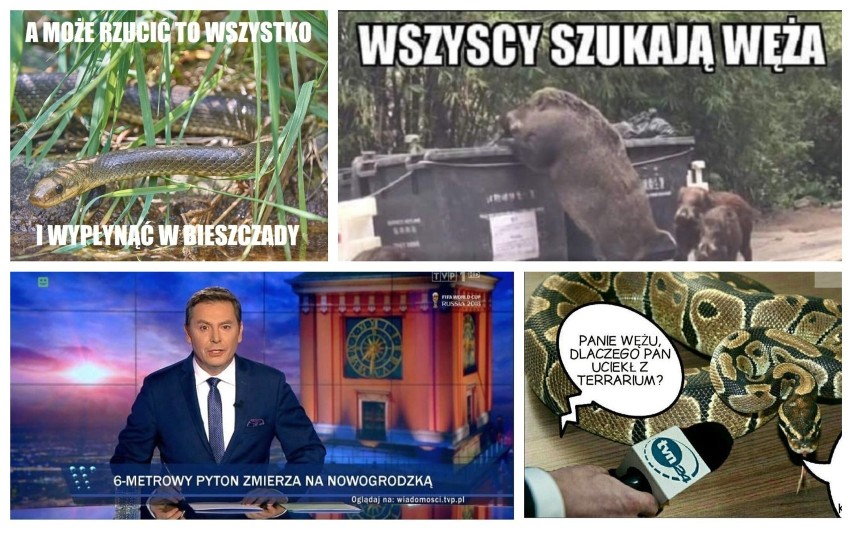 Wąż nad Wisłą. Straż przerywa poszukiwanie pytona... a internety szydzą [MEMY]