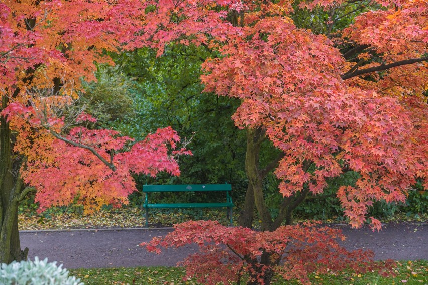 Kraków. Złota polska jesień w Ogrodzie Botanicznym [ZDJĘCIA]