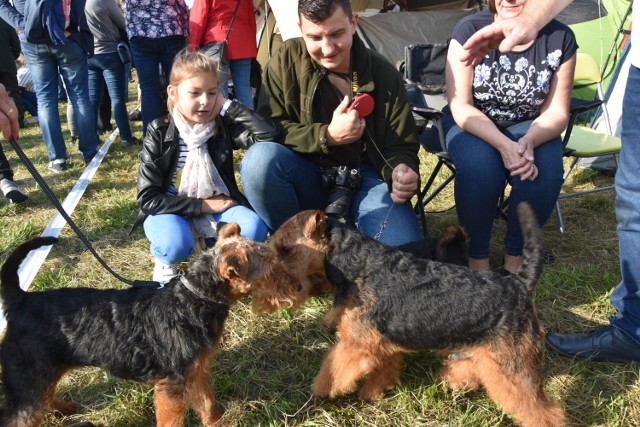 IX Krajową Wystawę Psów Ras Myśliwskich zorganizowano tej jesieni w porcie rzecznym w Nakle. 

Towarzyszyła ona dorocznemu świętu myśliwych z okręgu bydgoskiego. Zobaczyć można było psy wielu ras, m.in. setery irlandzkie, charty, wyży, spaniele i inne. 

Oto kilka migawek z tego wydarzenia ▶

ZOBACZ TAKŻE:
Myśliwi z regionu zjechali do Nakła na "Hubertusa". Były potrawy z dziczyzny, pokazy sokolników, konkurs [zdjęcia]