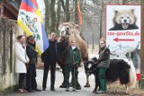 Wywieszenie flagi dla Tybetu i obrony praw człowieka w Naszym Zoo 