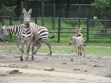 W śląskim zoo mieszka siedem zebr