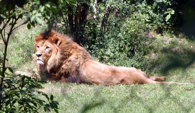 ZOO w Oliwie już wkrótce będzie miało lwy.