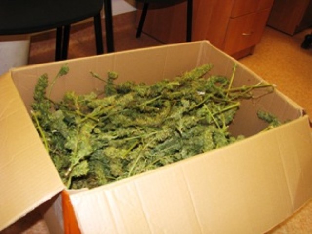 W trakcie przeszukania, na strychu domu w którym mieszka policjanci odnaleźli ponad 3,5 kg suszu marihuany