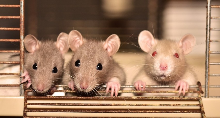 4 KWIETNIA - Światowy Dzień Szczura