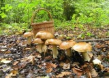 O czym warto pamiętać w lesie? Jak zbierać grzyby i jak się zachować? Nadleśnictwo przypomina o kilku zasadach