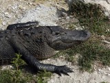 Znaleziono martwego aligatora