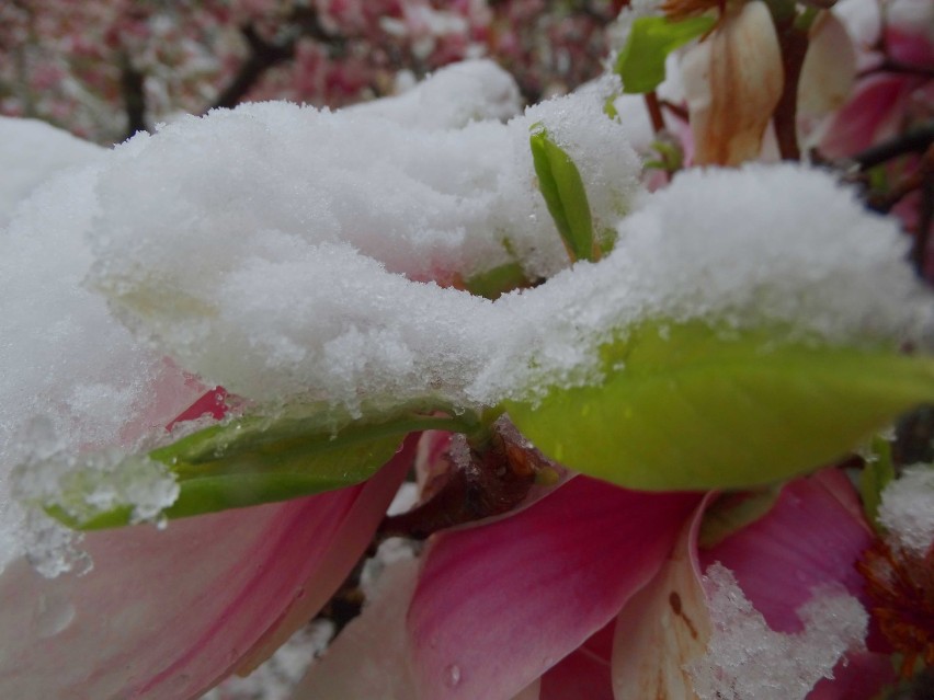 Kwietniowa zima w Raciborzu albo magnolie w śniegu czyli grafika naturalna [FOT STACHOW]