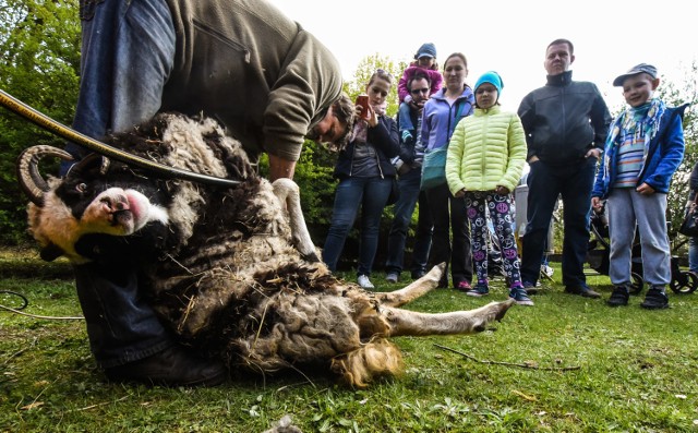 2 maja
11.00 - Myślęcinek zaprasza do ogrodu zoologicznego, gdzie odbędzie się pokaz strzyżenia owiec (pod warunkiem, ze nie będzie padać!) w wykonaniu strzygacz z wieloletnim doświadczeniem, który obetnie zimowe runo owiec wrzosówek. Warto zabrać ze sobą długopis, by na miejscu wypełnić "karty pracy". Odbędzie się też minikonkurs plastyczny na temat zwierzęt, które "dają" wełnę. Pod koniec spotkania losowanie nagród. Dla uczestników spotkania Myślęcinek proponuje też zniżkę na bilety - ulgowy 7 zł, normalny 10 zł. Ponadto, Ogród Zoologiczny w maju czynny jest codziennie, również w poniedziałki 10.00 - 19.00. Cena biletu: 12 zł ulgowy i 15 zł normalny.

12.00 -  uroczystość z okazji Święta Flagi Rzeczypospolitej Polskiej, połączona z koncertem Orkiestry Wojskowej, pod pomnikiem na placu Wolności.